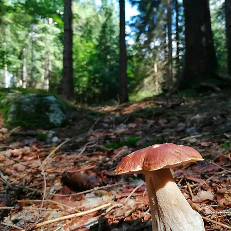 Dame Vam - 4 Se Sdilenou Kuchyni, Kapacita Max 9 Osob * Harrachov
